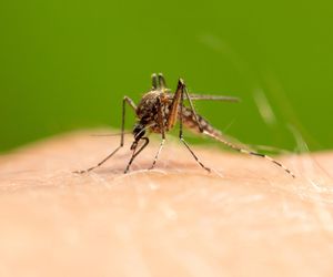 Działkowiec zdradził sposób na komary w ogrodzie. Dzięki niemu mogę spokojnie siedzieć wieczorami na świeżym powietrzu. Sposób na komary w ogrodzie