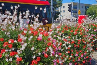 Darmowe kwiaty dla warszawiaków. Zdobądź letnie piękności z miejskich pętli