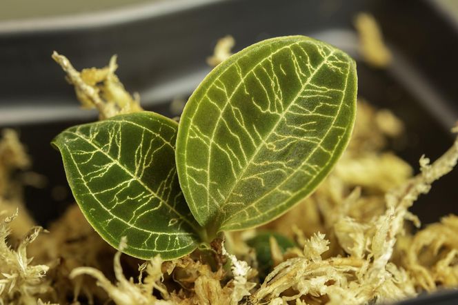 Storczyk Macodes petola