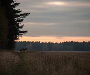 Wilki znów na Lubelszczyźnie. Co robią w Ryżkach?