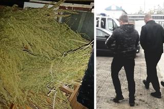 Łodzianin prowadził nielegalną plantację marihuany. Policja znalazła ponad 20 kg narkotyku!