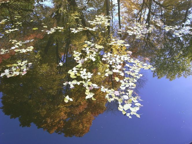 Najpiękniejszy ogród botaniczny w Polsce znów otwarty dla gości. Przygotuj się na widoki jak z bajki 