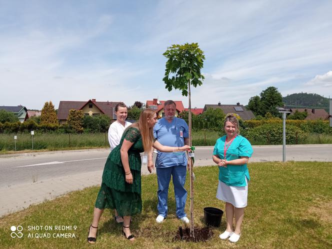 sadzenie klonów przy Szpitalu Żywiec 