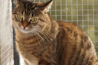 Balkon bezpieczny dla kota.