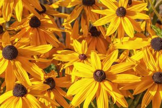 Rudbekia błyskotliwa - ogrodowa bylina z rodziny astrowatych