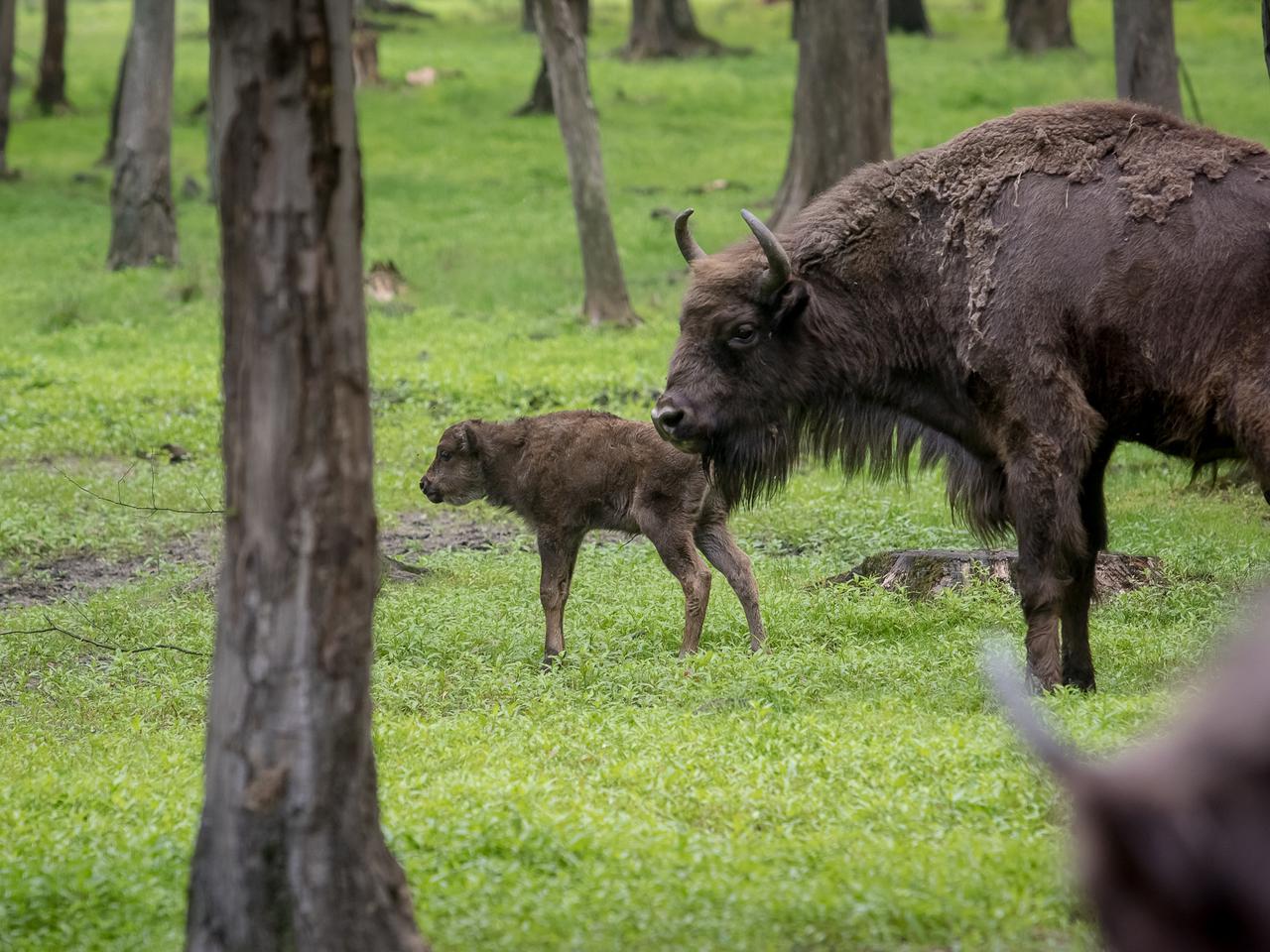 Wymyśl imię dla żubrzyka