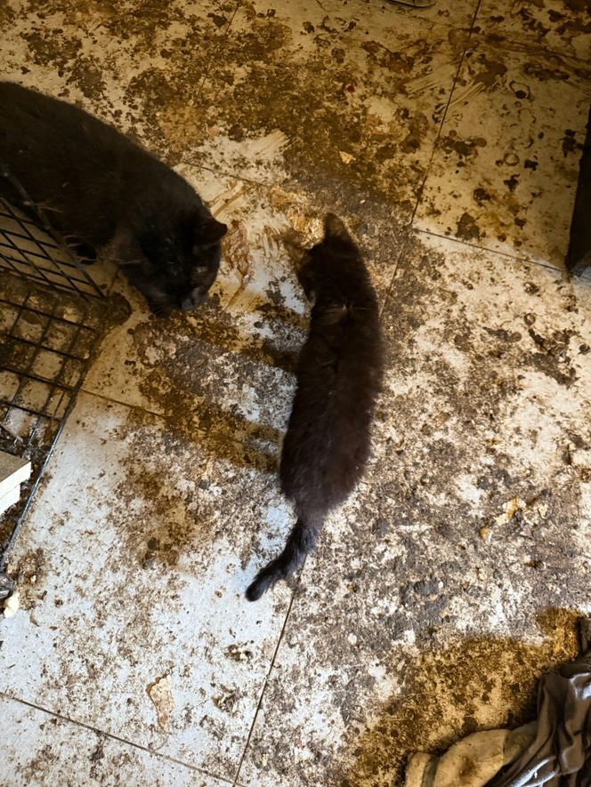 Tragedia kilkudziesięciu kotów w Wielkopolsce