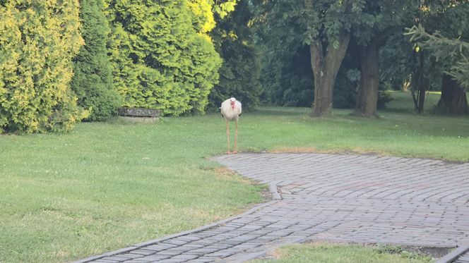 Kajtek bocian podwórkowy