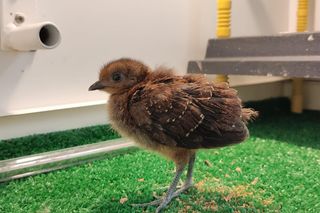 Nowy maluch w warszawskim ZOO. Jest znany z niezwykłego tańca!