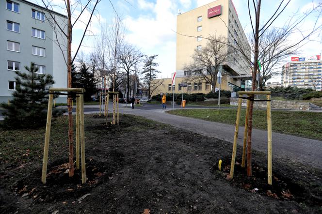 Miasto Toruń sadzi 80 dużych drzew w okolicach placu Rapackiego!