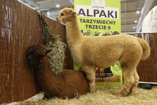 ZooPark 2023 w Lublinie przyciągnął tłumy!