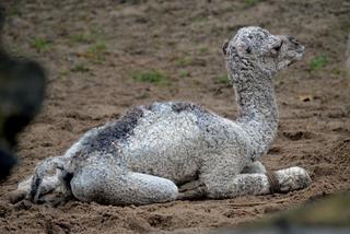 Wielbłądziatko przyszło na świat we wrocławskim zoo