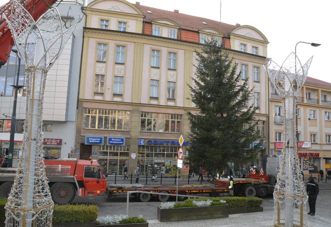 Miejska choinka już w Olsztynie. Ma ponad 8 metrów wysokości [ZDJĘCIA]