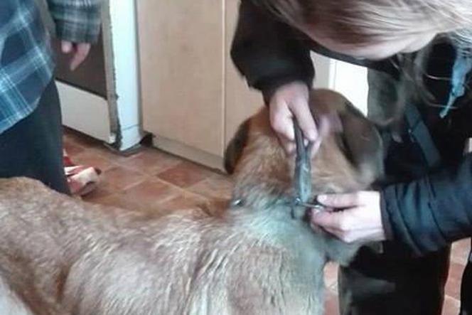 Koszmar podczas interwencji Animalsów z Krosna: Wychudzony pies i pięć martwych szczeniąt z ranami kłutymi [ZDJĘCIA]