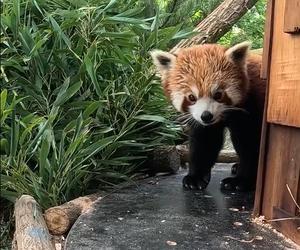 Samiec pandy rudej zamieszkał we wrocławskim zoo. Od razu wyskoczył na swój nowy wybieg [WIDEO]