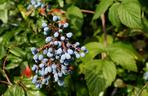 Mahonia pospolita
