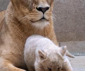 W Śląskim Ogrodzie Zoologicznym przyszły na świat cztery lwiątka! 