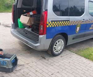 Mieszkaniec i strażnicy z Gostynia uratowali pustułkę