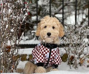 Pies Rubików ubiera się u Prady
