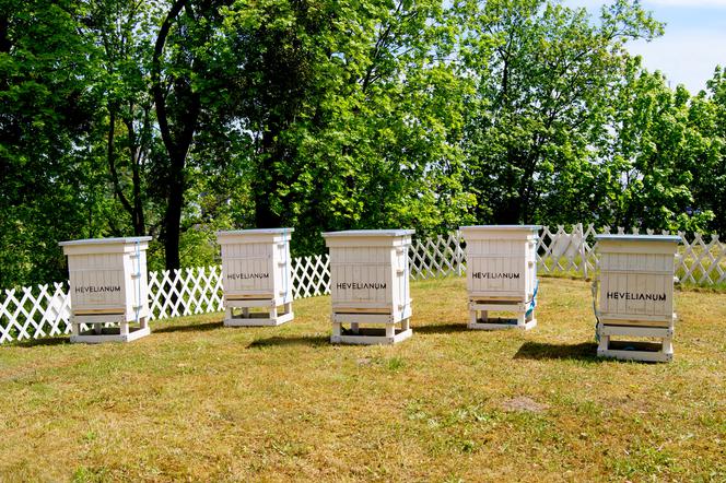 W każdym z maleńkich domków na Górze Gradowej zamieszkała jedna pszczela rodzina.