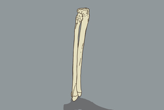 Kość strzałkowa