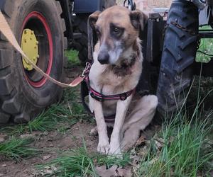 Ktoś poderżnął gardło suczce, a potem porzucił jak śmiecia! Bambi konała w męczarniach [ZDJĘCIA]