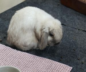ZooPark ponownie przyciągnął do Targów Lublin tłumy miłośników zwierząt