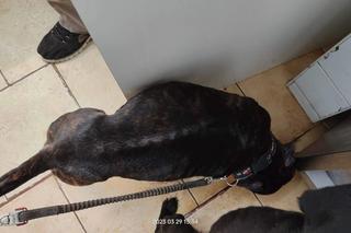 Psy mdlały z wychudzenia i potykały się o własne łapy. „Obraz nędzy i rozpaczy”