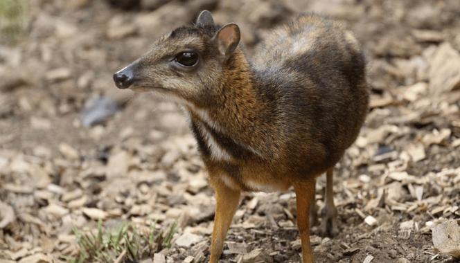 Myszojeleń jak z piosenki zamieszkał w ogrodzie zoologicznym w Polsce! Gdzie można zobaczyć Arnolda?