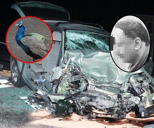 Szymon jechał odebrać swojego wymarzonego pawia. Zginął w tragicznym wypadku