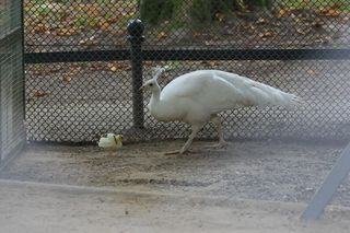 Ogród Saski w Lublinie w wakacyjny poranek 2025