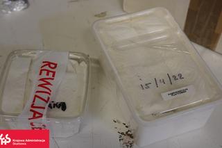 W paczce z Holandii odkryto ptaszniki