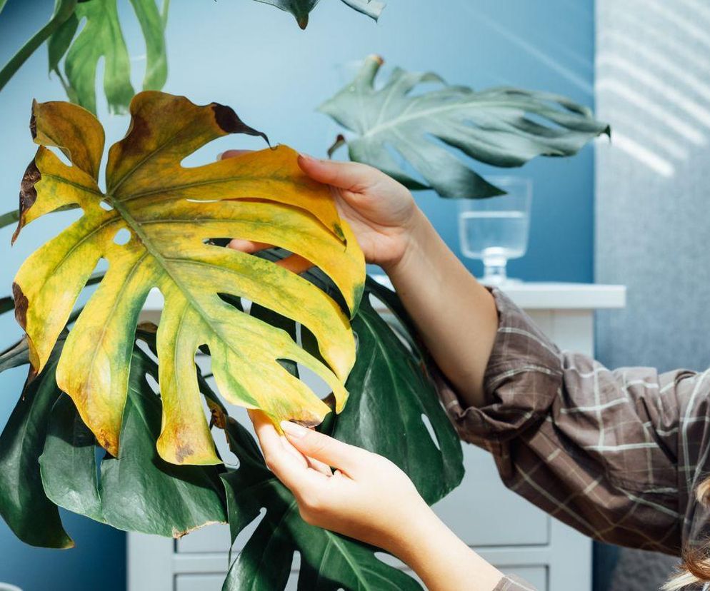 Monstera: żółkną liście