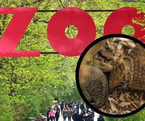 Nowy mieszkaniec Warszawskiego ZOO. Maluch już podbija serca