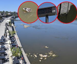 Wisła odsłania dno! Ekstremalnie niski poziom wody. Padnie kolejny rekord?