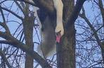 Smolajny. Łabędź utknął na drzewie. Uratowali go strażacy [ZDJĘCIA] Wybierz zdjęcie dla listingów