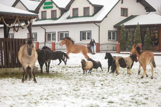 Wystraszył je huk petard. Konie, kucyki i osioł zabłąkane na środku drogi