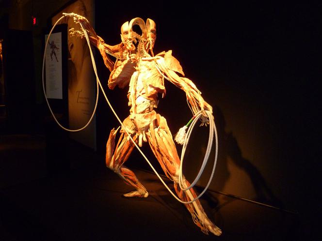 BODY WORLDS w Katowicach