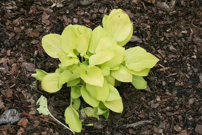 Funkia 'Vanilla Cream'  - Hosta hybrida 'Vanilla Cream' 
