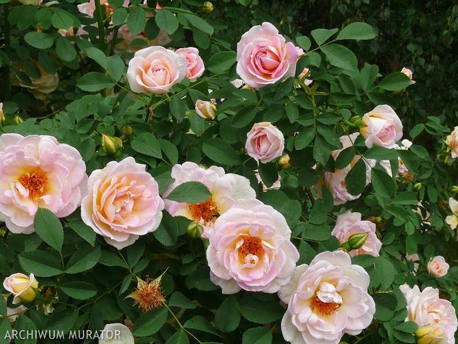 Roze – krzewy ozdobne do ogrodu. Sadzenie i rozmnazanie krzewow roz