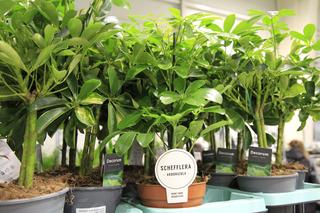 Festiwal Roślin Doniczkowych w Lublinie