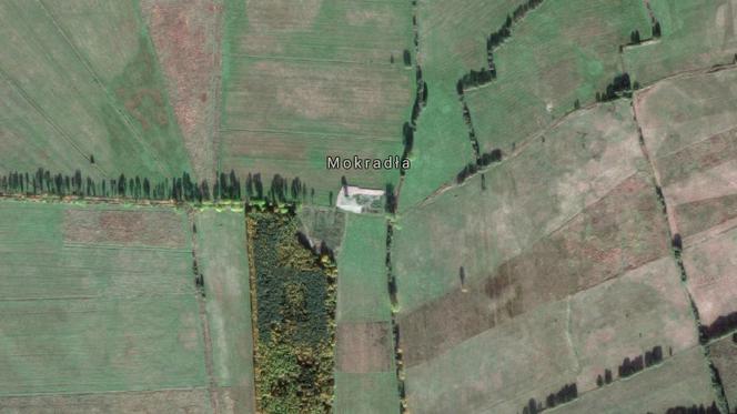 Mokradła