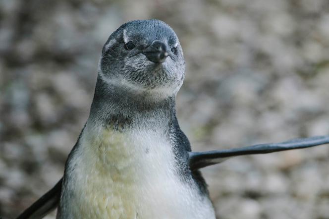 1 To pierwszy wykluty w łódzkim zoo pingwin przylądkowy