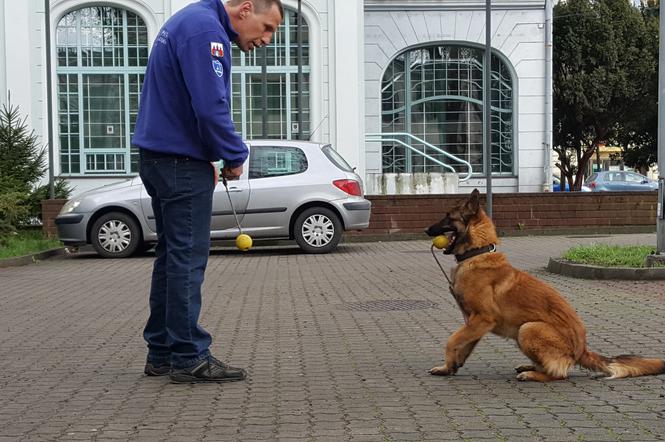 Psia Akademia Alardo