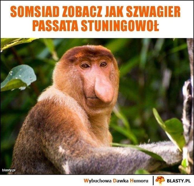 Memy na Dzień Szwagra 