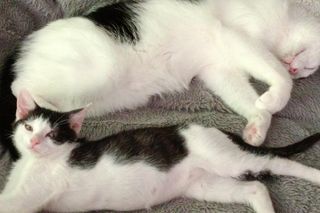 Tramwajowe koty szukają domu. Fabryka Mruczenia, mały Duńczyk i spółka polecają się do adopcji.