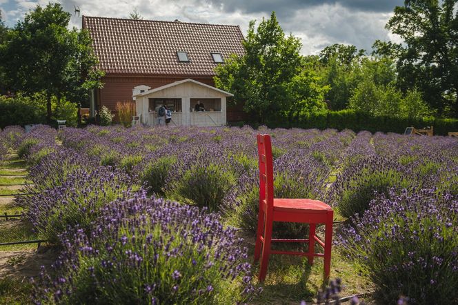 Malownicze pola lawendy o urzekającym zapachu. To nie Prowansja - takie miejsca znajdują się w Polsce