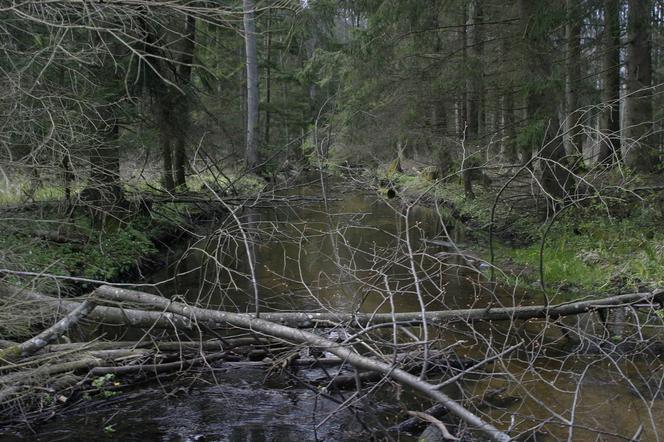 Miejsce na spacer blisko Białegostoku - okolice wsi Świnobród [GALERIA]