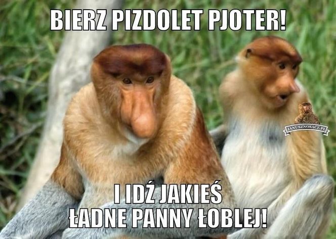 memy lany poniedziałek