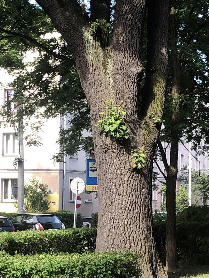 Przy ul. Franciszkańskiej w Katowicach rośnie ponad stuletni dąb szypułkowy